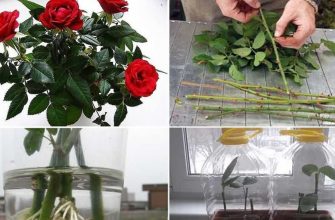 kak sozdat rozarium v kvartire