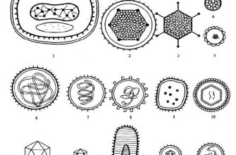 vizualnye harakteristiki i ih primenenie v biologii